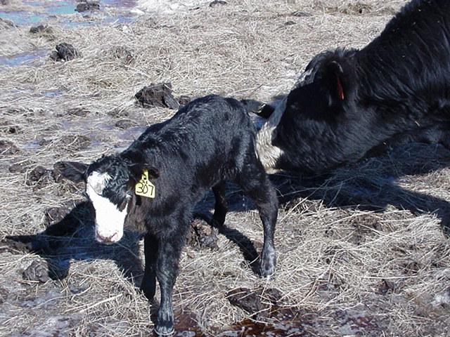 Cow and calf