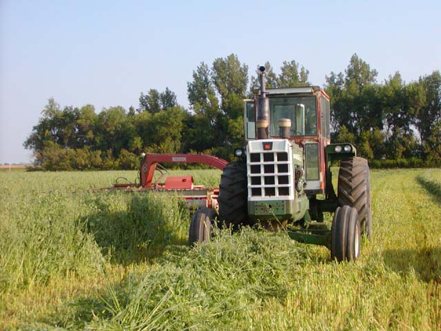 Cutting peas with my Oliver 1950